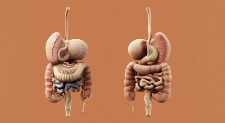 Comment prendre soin de son microbiote intestinal pour une bonne santé ?